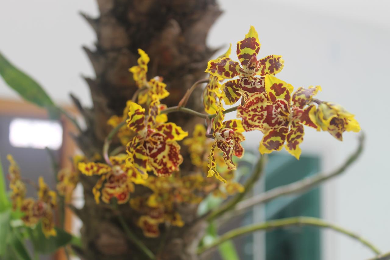 Pousada Orquideas De Maria Aparecida  Exterior foto